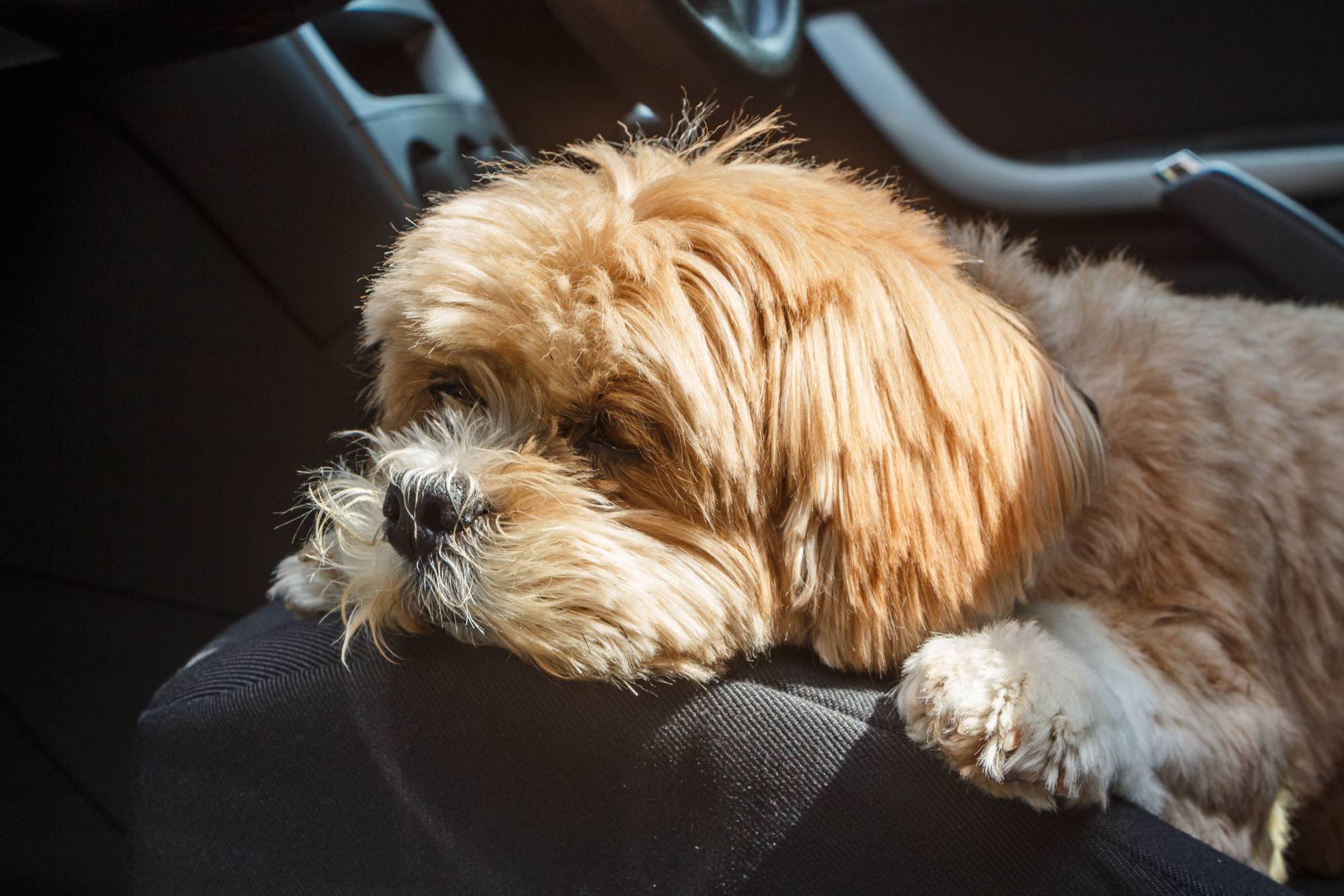 Comment enlever les poils sur les sièges de voiture ? Colmar